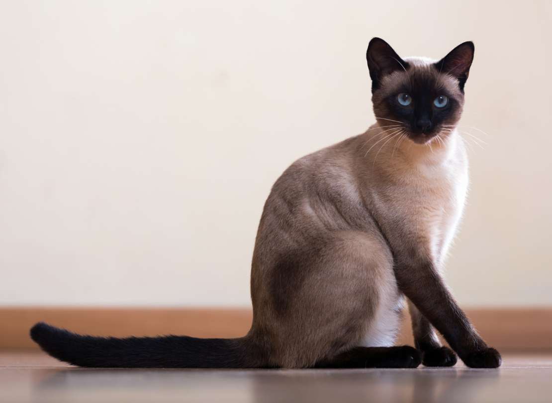Siamese Cat